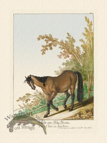 Ridingers Horses 06